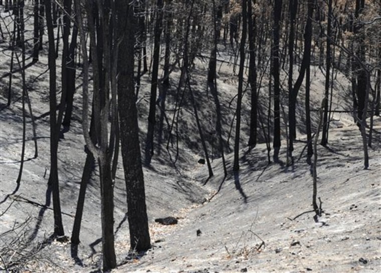 Gray ash covers the ground around charred trees in Bastrop State Park in Bastrop, Texas, on Oct. 4. Bastrop lost an estimated 70 percent of its trees in the summer's drought-fueled wildfires.